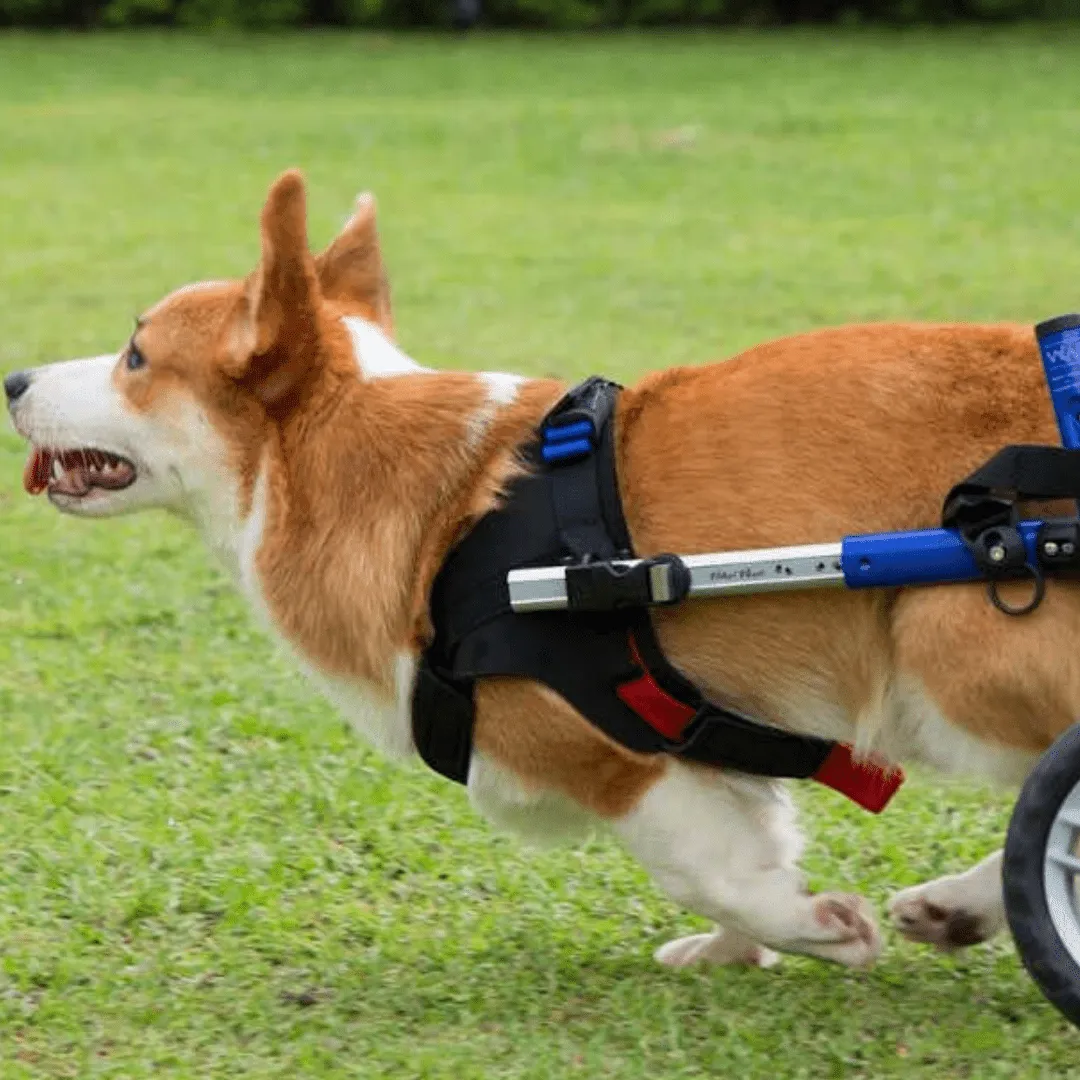 Walkin’ Wheels CORGI Dog Wheelchair