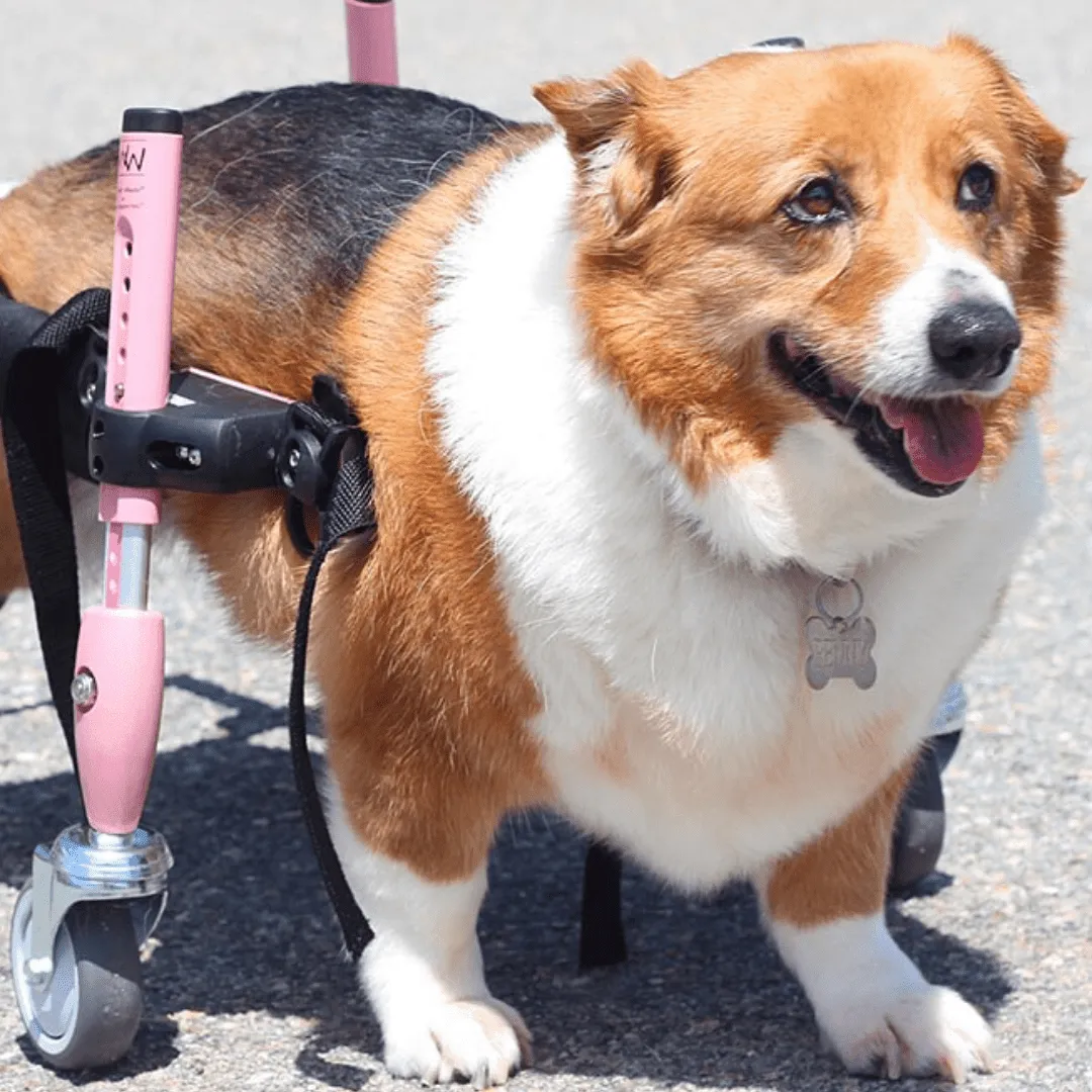 Walkin’ Wheels CORGI Dog Wheelchair