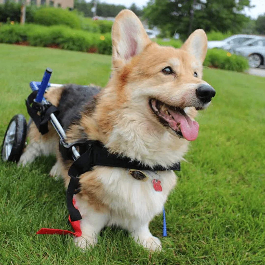 Walkin’ Wheels CORGI Dog Wheelchair