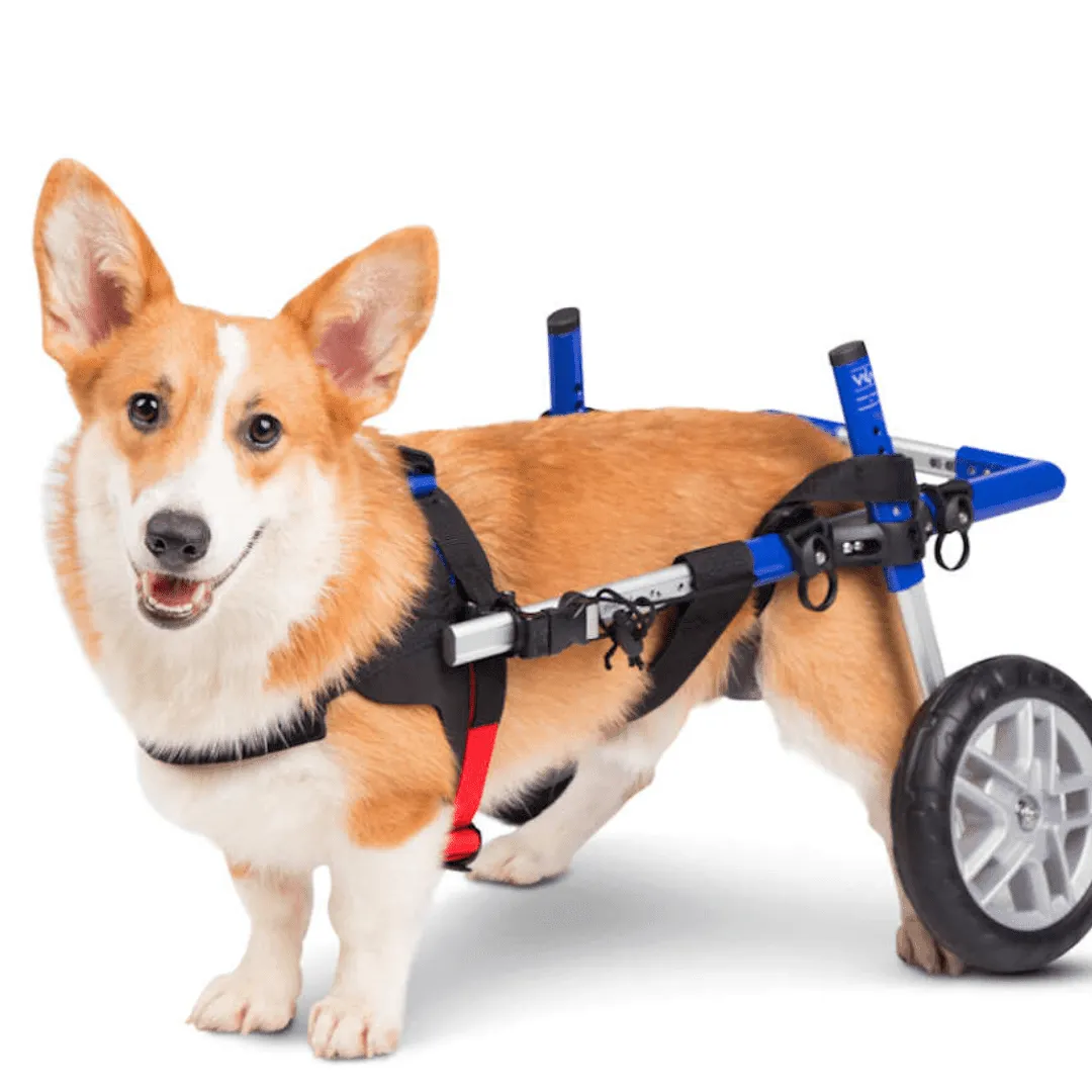 Walkin’ Wheels CORGI Dog Wheelchair