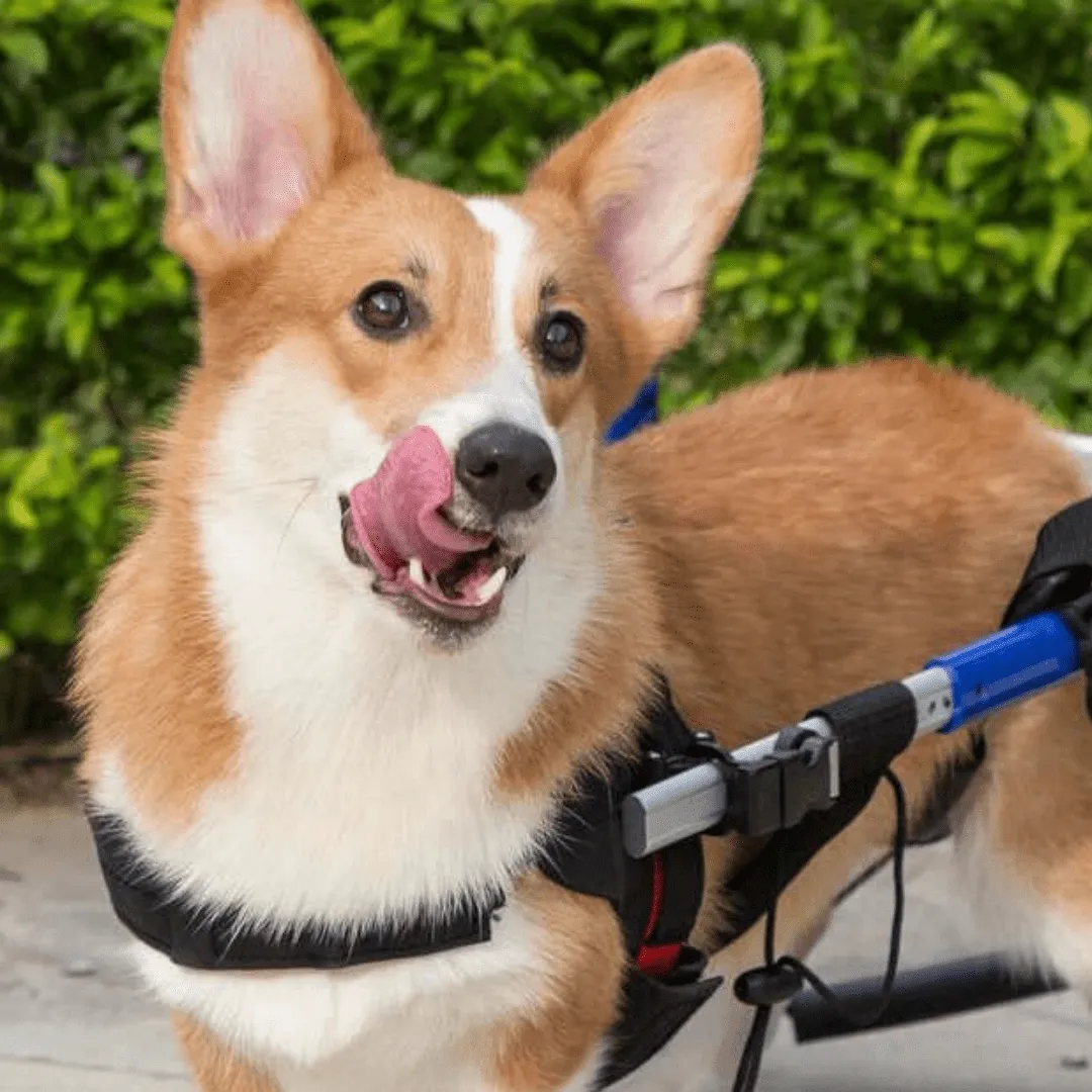 Walkin’ Wheels CORGI Dog Wheelchair