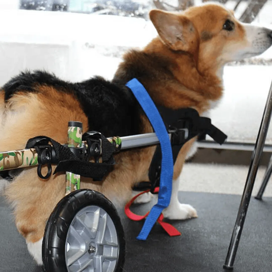 Walkin’ Wheels CORGI Dog Wheelchair