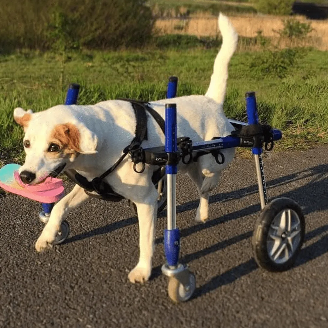 Walkin’ Wheels CORGI Dog Wheelchair