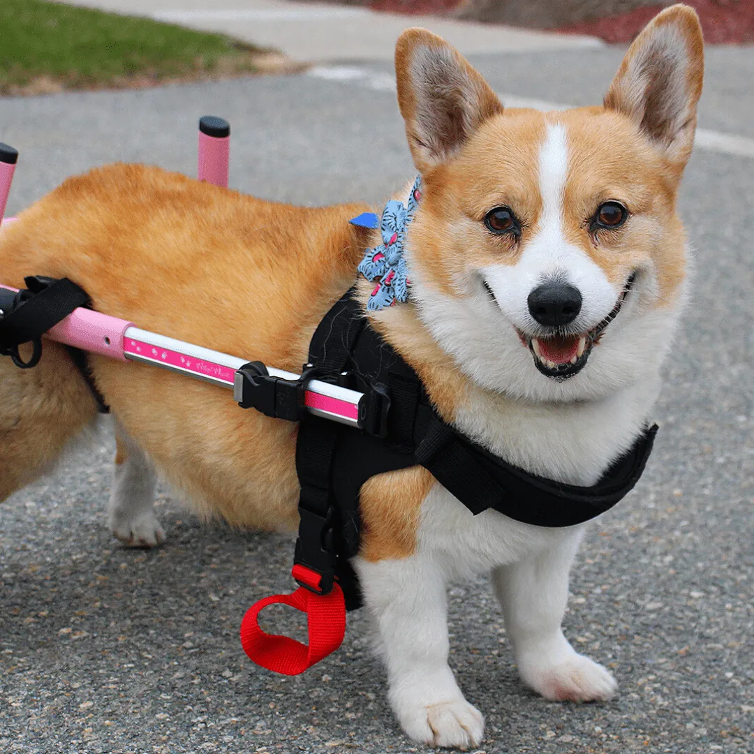 Walkin’ Wheels CORGI Dog Wheelchair