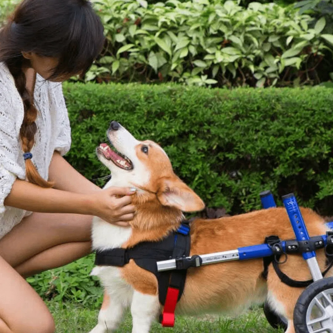 Walkin’ Wheels CORGI Dog Wheelchair